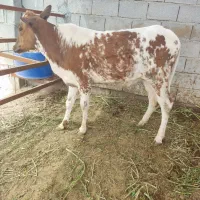 گوساله ماده دورگ