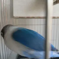 جفت طوطی برزیلی