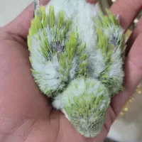 راهب پسته ای سرلاکی|پرنده|اصفهان, آزادان|دیوار