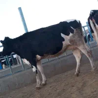 گاوشیری وتلیسه ابستن|حیوانات مزرعه|باشتین, |دیوار