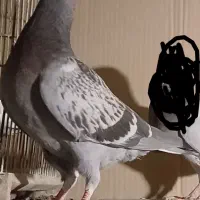 کفتر پلاکی سبز کوهی ونکی جوجه نر وکله سرکه ای ماده|پرنده|شیراز, اصلاحنژاد|دیوار