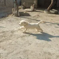 سگ پاکوتاه نژاد مالتیز|سگ|بجنورد, |دیوار