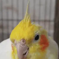 عروس هلندی|پرنده|شیروان (خراسان), |دیوار