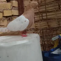 خرمشهر|پرنده|خرمشهر, |دیوار