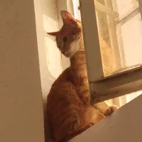 واگذاری گربه