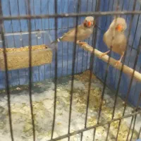 جفت فنچ زبرامولدبالوازم