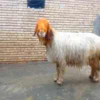 فروش میش اصیل بختیاری.شیشک.