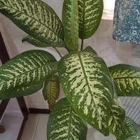 گل دیفن باخیا