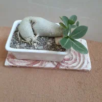 گلهای آپارتمانی لوکس برند