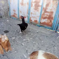 مرغ لاری|حیوانات مزرعه|شمیل, |دیوار