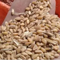 گندم قابوس ومهرگان