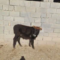 گاو گوساله ماده|حیوانات مزرعه|گنبد کاووس, |دیوار