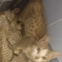 گربه رایگان بازیگوش نر