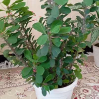 گل های طبیعی ـ مناسب دکور و هدیه|گل و گیاه طبیعی|ربط, |دیوار