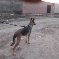 سگ ژرمن مالینویز ماده یکسال و نیمه|سگ|چهارباغ, |دیوار