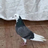 کبوتر ماده جوان ـ تخم گذار ـ سالم و خوش رنگ