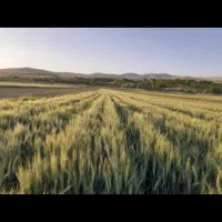 گندم آبی فرانسوی رقم آناپورنا|عمده‌فروشی|بلداجی, |دیوار