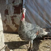 دو عدد بوقلمون درشت و سالم|حیوانات مزرعه|گرگان, |دیوار