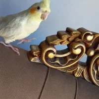 یک جفت عروس هلندی|پرنده|گرمی, |دیوار