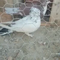 دستبند ک ف تر فرو شی هردو باهم