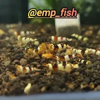 میگو شریمپ  کت ماربل سوپر باله و باله کوتاه