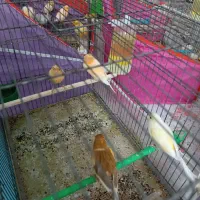 قناری نر و ماده مست درجه یک خانگی|پرنده|شیراز, رکن‌آباد|دیوار