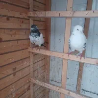 ۲عدد کبوتر جوجه ۶ پر