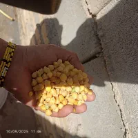نخود تازه