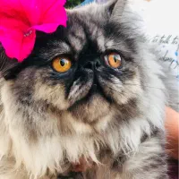 گربه پرشین سوپر فلت|گربه|یزد, |دیوار