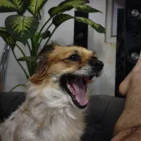 سگ پامر روباهی|سگ|ورامین, ورامین|دیوار