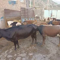 گاو داشتی بومی