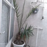 درخت خرما با گلدونه بزرگ