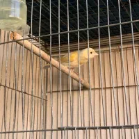 قناری ماده|پرنده|شیراز, شهرک ولیعصر|دیوار