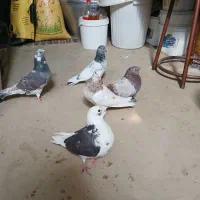 کبوتر|پرنده|پاکدشت, شهرک انقلاب|دیوار