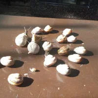 حلزون|خزنده|تهران, دولاب|دیوار