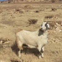 دو‌راس‌بز‌خارجی‌دو‌قلوزا