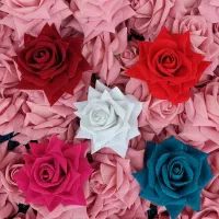 *گل رز مخمل درشت پارچه خارجی*|گل مصنوعی|سیاهکل, |دیوار