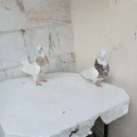 سندل و آجری طوقی