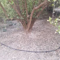 خرید و فروش انواع چوب مرکبات وغیره بابهترین قیمت|خدمات باغبانی و درختکاری|کازرون, |دیوار