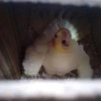 عروس هلندی رو تخم