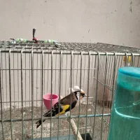 سهره زاده قفس|پرنده|سنقر, |دیوار