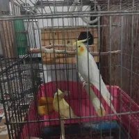 عروس هلندی|پرنده|پاکدشت, حصار امیر|دیوار