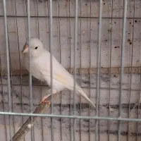 قناری نر و ماده