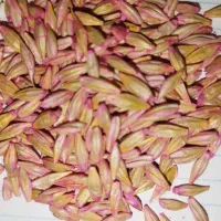 جو بذری|خدمات باغبانی و درختکاری|دهگلان, |دیوار