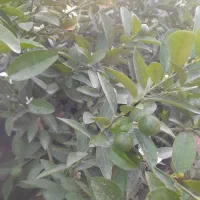 نهال|گل و گیاه طبیعی|داراب, |دیوار
