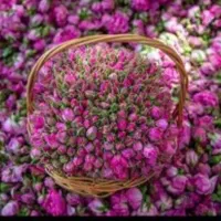 گلاب دوآتشه