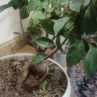 گل پوتوس یا همون پیچ و بنسای