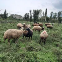 ۱۷ عدد گوسفند‌ آبستن|حیوانات مزرعه|نوکنده, |دیوار