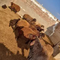 میش همو و هترو و بره ماده هترو و بره همو نر|حیوانات مزرعه|میان جلگه, |دیوار