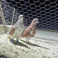 شهری نر هوایی|پرنده|شیراز, سعدیه شمالی|دیوار